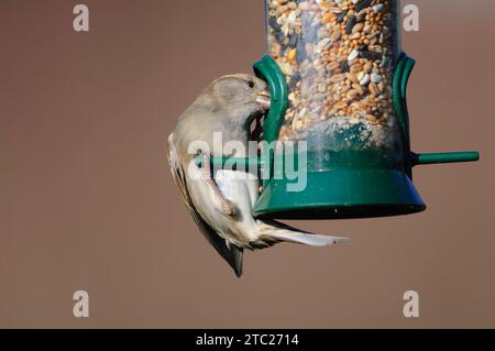 House sparrow Passer domesticus, female feeding from hanging seed feeder, County Durham, England, UK, February. Stock Photo