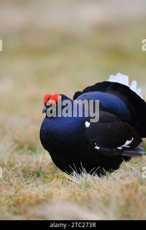 Black grouse Tetrao tetrix, male in full breeding plumage, Teesdale. County Durham, England, UK, May. Stock Photo