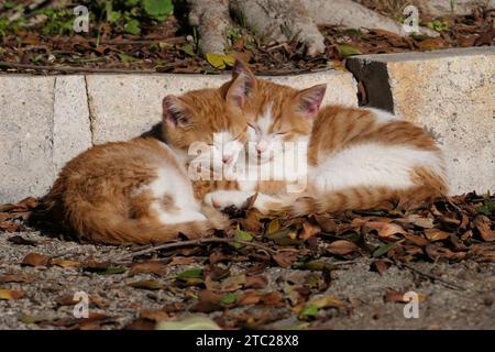 two sleeping red kittens in the park Stock Photo