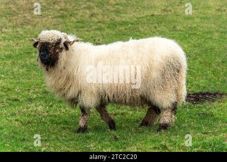 Valais Blacknose Sheep in a lush green meadow on an agricultural farm field, stock photo image Stock Photo