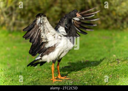 Magpie goose (Anseranas semipalmata) bird, the geese have black and white plumage with yellow legs and can be found on the continent of Australia, sto Stock Photo