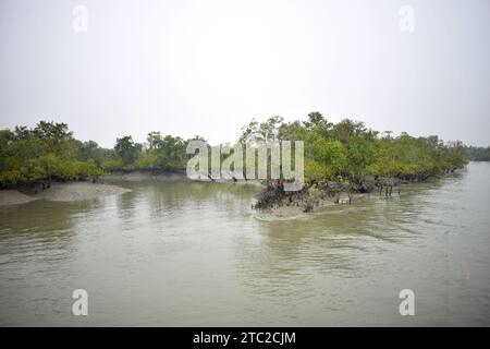 Sundarbans forest view from motorboat, West Bengal, India Stock Photo