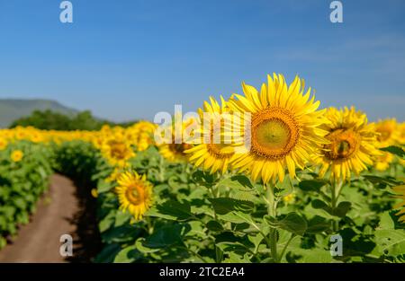 Beautiful sunflower blooming in sunflower field with blue sky background. Lop buri Thailand Stock Photo