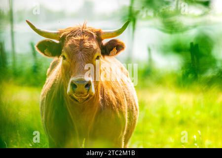 Portrait of red Salers or Limousine cow standing. Photography taken in France Stock Photo