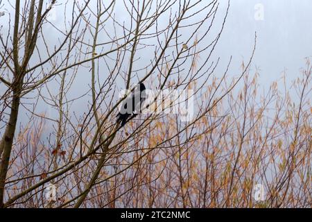 Black bird raven perched on a high branch of a tree. Mystical atmosphere Stock Photo