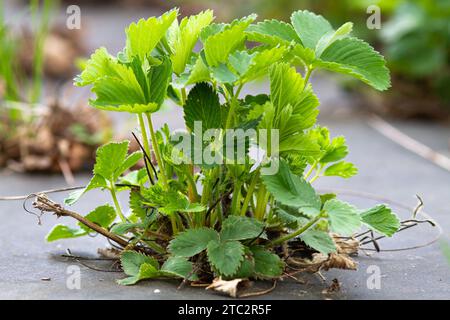 a young strawberry bush grows in a bed that is covered with non woven materials Stock Photo