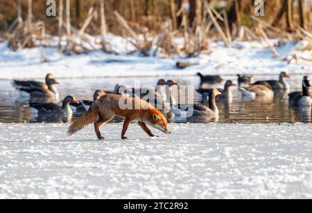 Red Fox searching food on frozen lake Stock Photo