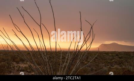 Ocotillo Rises To The Sky With Bright Pink Fog Covering The Mountains In The Distance in Big Bend Stock Photo