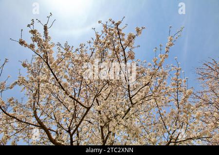 A skyward glimpse capturing the top of a cherry blossom tree, where numerous branches intertwine against a clear sky backdrop. Stock Photo