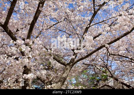 Ethereal white cherry blossom branches reach skyward, painting a serene picture against the clear blue backdrop. Stock Photo