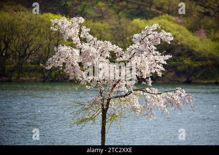 A captivating view of a cherry blossom tree in full bloom, bathed in the warm glow of the spring sun. Stock Photo