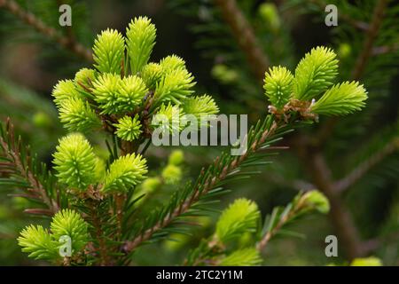 fresh green shoots appeared on the branches of the fir tree in the spring Stock Photo