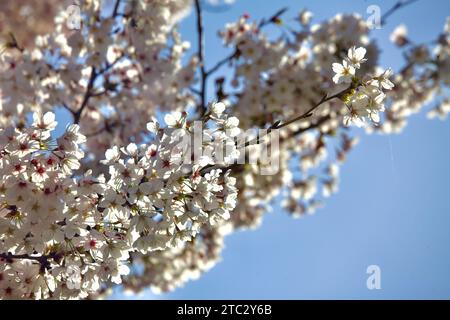 A close-up of delicate cherry blossoms in Ulsan, Korea, capturing the essence of spring with their soft, pink petals against a gentle sky. Stock Photo