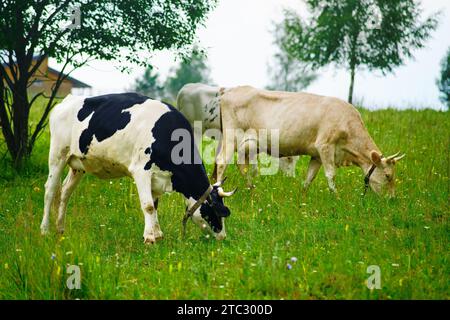 The farming industry relies heavily on the grazing habits of cattle, which play an important role in maintaining the health of the land Stock Photo