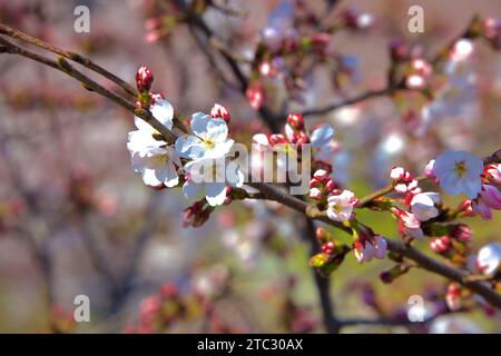 A closeup view reveals the intricate beauty of cherry blossoms, with some in full bloom and others in the early stages, showcasing nature's delicate p Stock Photo