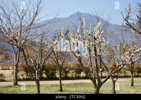 Delicate white petals of cherry blossoms begin to unfurl, signaling the onset of spring in a serene Korean park. Stock Photo