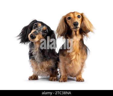Cute duo of long smooth haired Dachshund or Teckels. Standing facing front. Looking towards camera with cute head tilt. Isolated on a white background Stock Photo