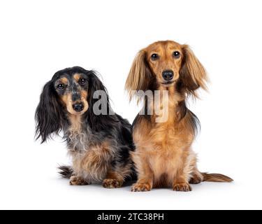 Cute duo of long smooth haired Dachshund or Teckels. sitting up facing front. Looking towards camera. Isolated on a white background. Stock Photo