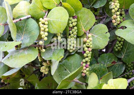 Bunch of sea grapes (Coccoloba uvifera) Growing on the beach, on the island of Aruba. Leaves of the plant in the background. Stock Photo