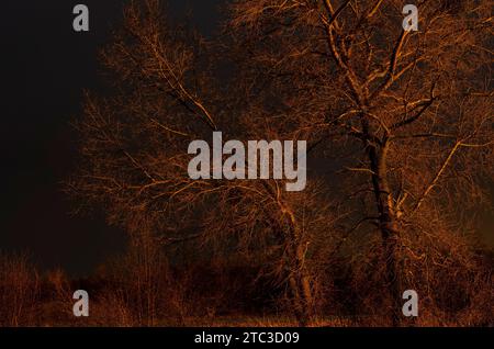Trees photographed in early spring. Still without leaves, illuminated by the colorful light of the setting sun. Stock Photo