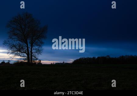 Lonely tree on the background of navy blue sky, during sunset Stock Photo