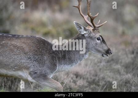 Close-Up Right-Profile Image of a European Fallow Deer Buck (Dama dama) with Antlers, Running with Mouth Open, taken in England, UK in Autumn Stock Photo