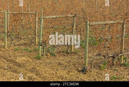 Vines with irrigation pipes also attached to their horizontal wires in the vineyards of Rioja Stock Photo
