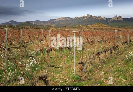 Winter vineyards of the Spanish wine region of Rioja late in the day Stock Photo