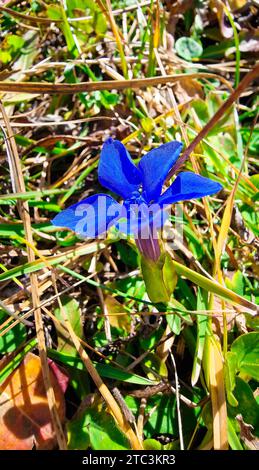 Deep blue blooming Gentian flower in an alpine meadow. Stock Photo