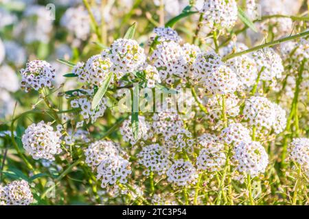 Dainty purple and white flowers of Lobularia maritima Alyssum maritimum, sweet alyssum or sweet alison, alyssum genus Alyssum is a species of low-grow Stock Photo