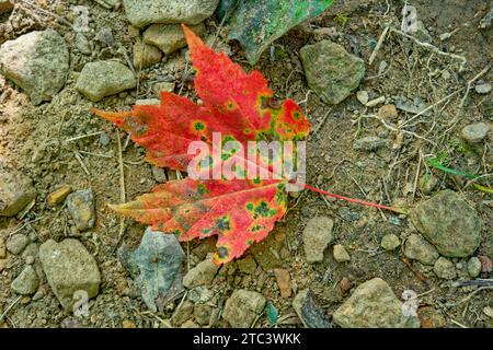 A fallen leaf with bright red colors laying on a dirty gritty ground closeup view in early autumn Stock Photo