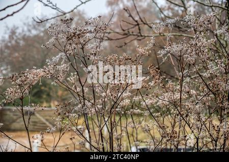 Frost on dead flower heads of ornamental fennel plants, Foeniculum vulgare, left in the garden for structural interest during winter. Stock Photo