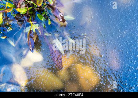 Plants and stones frozen below the surface of an ornamental garden pond in winter. Stock Photo
