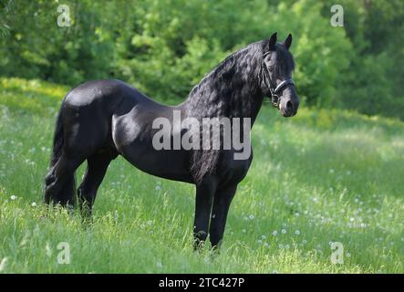 Dressage friesian horse portrait in outdoor Stock Photo