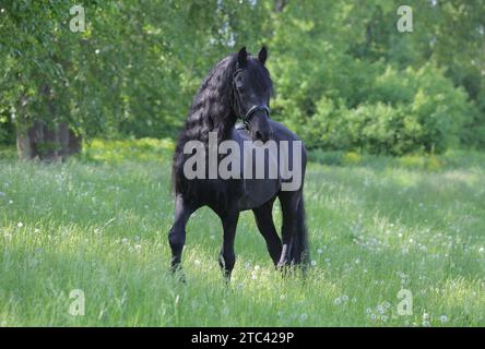 Black dressage friesian horse portrait in outdoor Stock Photo