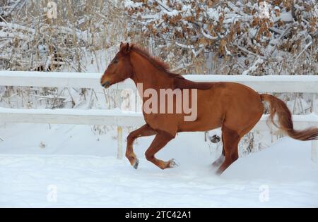 Race horse galloping in snow in the evening snowfall Stock Photo