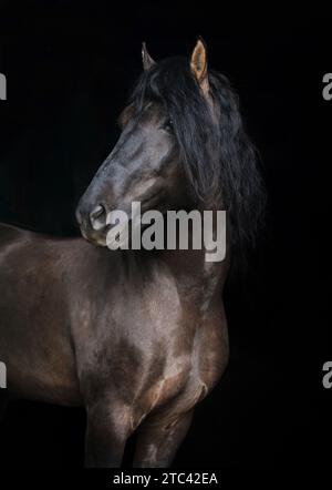 Andalusian horse portrait with a bridle in dark stable Stock Photo