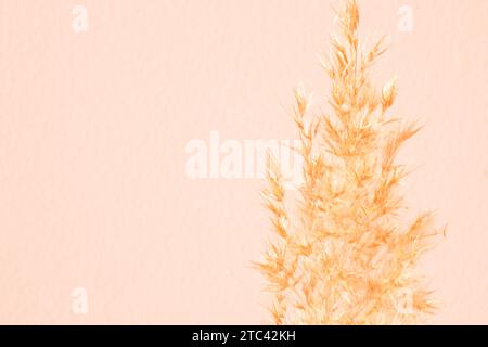 Pampas grass against a background textured wall of Peach Fuzz color. Lifestyle home interior, abstract nature decoration.  Stock Photo