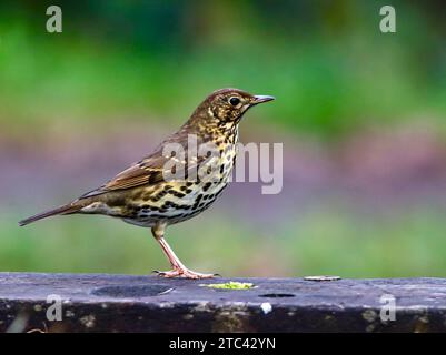 A small, brown and white Song thrush bird with black markings perched atop a green leafy branch Stock Photo