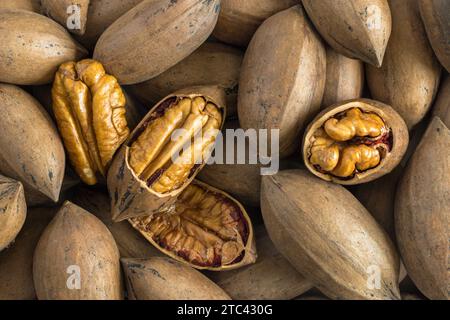 Peeled pecan nuts among shelled Pecan nuts Stock Photo