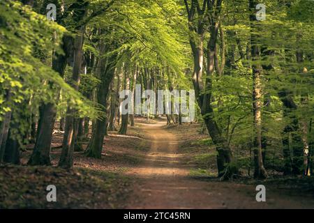 Walking path in old forest with deciduous trees in spring season at dutch in dutch nature reserve Stock Photo