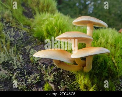 Sulphur Tuft fungus (Hypholoma fasciculare) clump growing on a moss covered rotting log in deciduous woodland, Gloucestershire, UK, October. Stock Photo