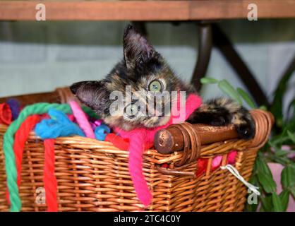 Tiny kitten, wrapped in vintage yarn ribbon, peeks out from her wicker basket.  She is brown and black and basket sits on plant stand. Stock Photo