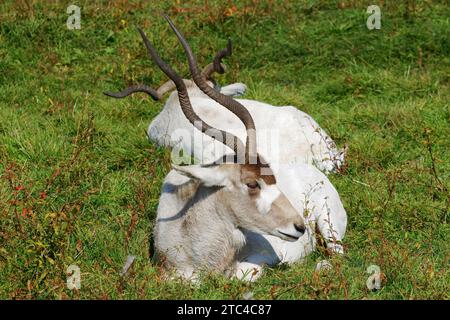 Addax antelopes resting. Stock Photo