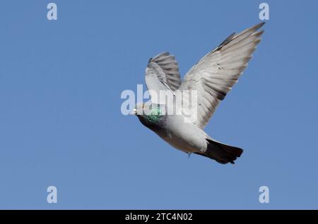 Rock Pigeon, Columba livia, in flight Stock Photo