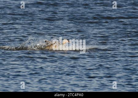 Mallard, Anas platyrhynchos, female landing on water Stock Photo