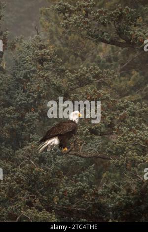 Foggy day, bald eagle in pine tree, Chilko River, BC Stock Photo