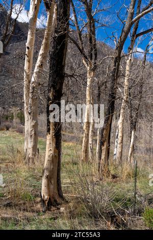Burned dead trees after forest fire. Stock Photo