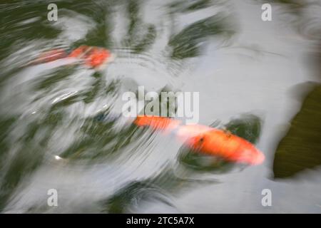 Carp Koi Fish swimming in water motion blur, top view. Abstract nature background. Stock Photo