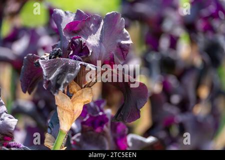 Dark purple bearded iris flower close up Stock Photo